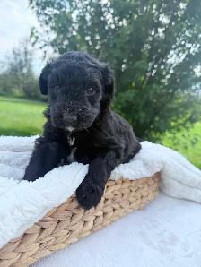 F1 BERNEDOODLE PUPPIES: RESERVATIONS NOW OPEN! - Photo 6