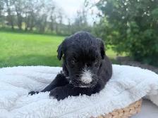 F1 BERNEDOODLE PUPPIES: RESERVATIONS NOW OPEN! - Photo 7