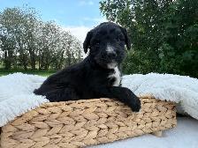 F1 BERNEDOODLE PUPPIES: RESERVATIONS NOW OPEN! - Photo 8
