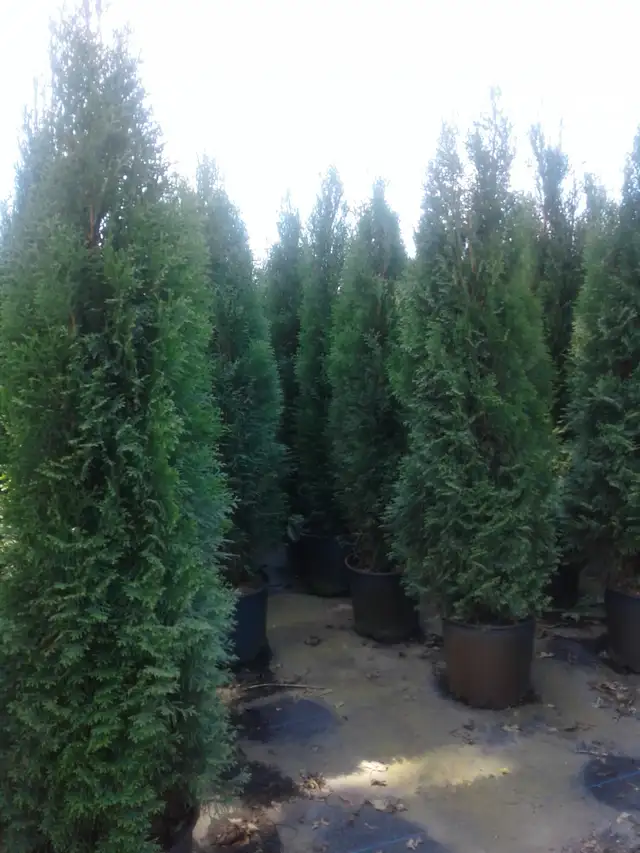 Emerald Cedar Trees (Potted) 6 - 7  feet