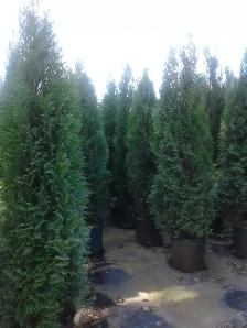 Emerald Cedar Trees (Potted) 6 - 7  feet