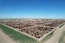 Feedlot Barn Labourer - Photo 2