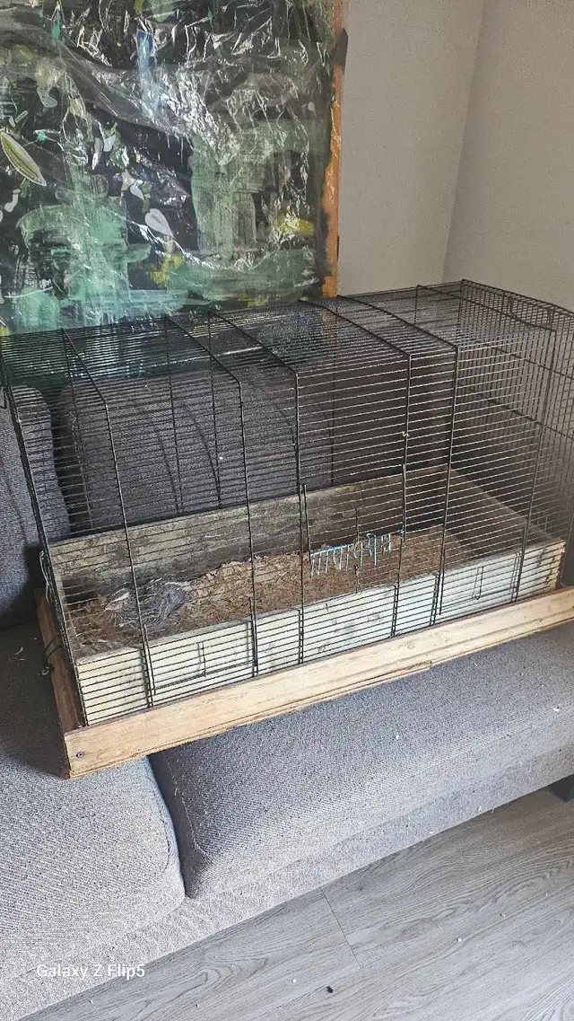 Cage pour oiseaux avec une caille Mâle (Doit partir vite!)