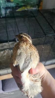 Cage pour oiseaux avec une caille Mâle (Doit partir vite!) - Photo 2