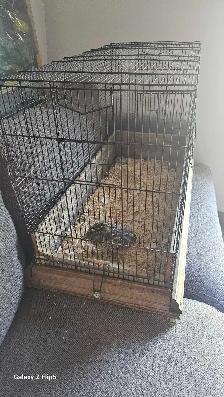 Cage pour oiseaux avec une caille Mâle (Doit partir vite!) - Photo 3