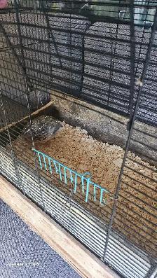 Cage pour oiseaux avec une caille Mâle (Doit partir vite!) - Photo 4