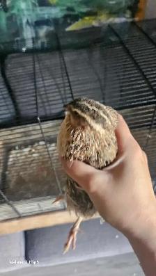 Cage pour oiseaux avec une caille Mâle (Doit partir vite!) - Photo 5