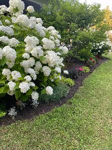 Yard Cleanup / Lawn Maintenance / Weeding / Moving - Photo 4