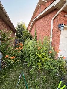 Yard Cleanup / Lawn Maintenance / Weeding / Moving - Photo 9