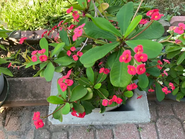 beautiful, striking, colorful, vibrant plants blooms flowers