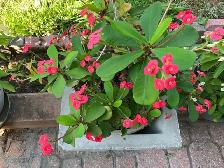 beautiful, striking, colorful, vibrant plants blooms flowers