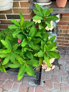 beautiful, striking, colorful, vibrant plants blooms flowers - Photo 2