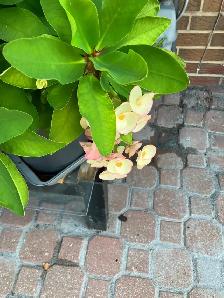 beautiful, striking, colorful, vibrant plants blooms flowers - Photo 3
