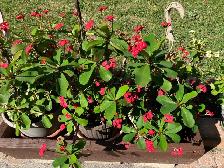 beautiful, striking, colorful, vibrant plants blooms flowers - Photo 4