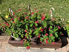 beautiful, striking, colorful, vibrant plants blooms flowers - Photo 5
