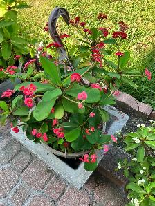 beautiful, striking, colorful, vibrant plants blooms flowers - Photo 6