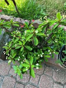 beautiful, striking, colorful, vibrant plants blooms flowers - Photo 7