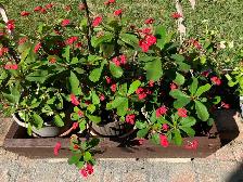beautiful, striking, colorful, vibrant plants blooms flowers - Photo 8