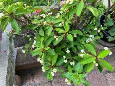 beautiful, striking, colorful, vibrant plants blooms flowers - Photo 10