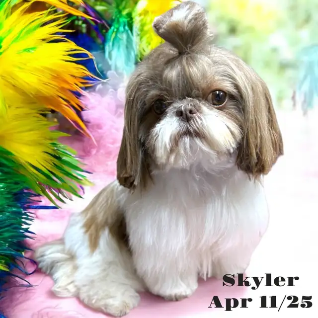 $50   Same Day Dog Grooming   $50