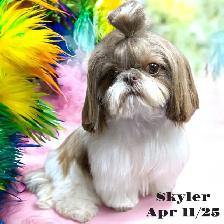 $50   Same Day Dog Grooming   $50