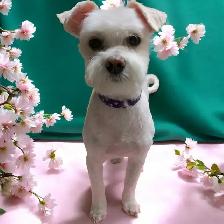 $50   Same Day Dog Grooming   $50 - Photo 3