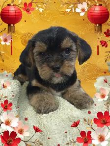 $50   Same Day Dog Grooming   $50 - Photo 5