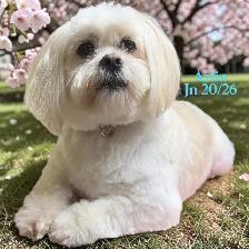 $50   Same Day Dog Grooming   $50 - Photo 6