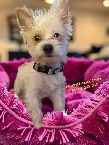 $50   Same Day Dog Grooming   $50 - Photo 7