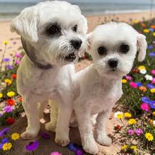 $50   Same Day Dog Grooming   $50 - Photo 8