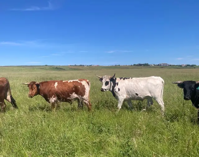 Beef for Sale