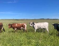 Beef for Sale
