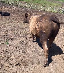 Beef for Sale - Photo 2