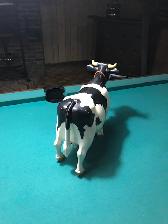 Jouet vache - Photo 2