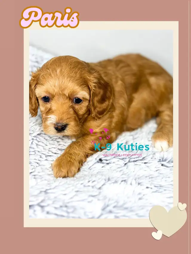 Adorable F1B Maltipoo Puppies For Sale