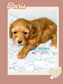 Adorable F1B Maltipoo Puppies For Sale