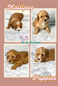 Adorable F1B Maltipoo Puppies For Sale - Photo 2