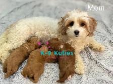 Adorable F1B Maltipoo Puppies For Sale - Photo 3