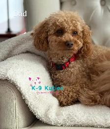 Adorable F1B Maltipoo Puppies For Sale - Photo 4