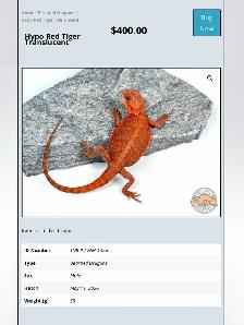 BEARDED DRAGONS-Premium Quality-AVAILABLE NOW!