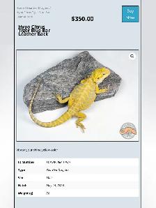 BEARDED DRAGONS-Premium Quality-AVAILABLE NOW! - Photo 2