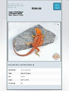 BEARDED DRAGONS-Premium Quality-AVAILABLE NOW! - Photo 3