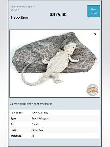 BEARDED DRAGONS-Premium Quality-AVAILABLE NOW! - Photo 4