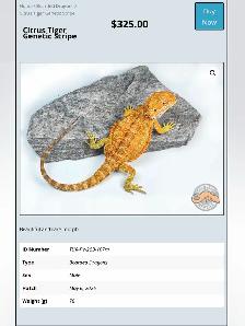 BEARDED DRAGONS-Premium Quality-AVAILABLE NOW! - Photo 5