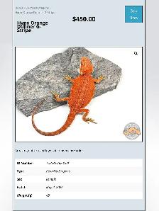 BEARDED DRAGONS-Premium Quality-AVAILABLE NOW! - Photo 6