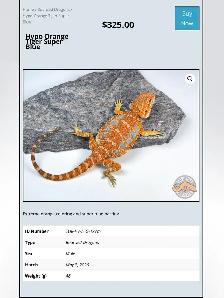 BEARDED DRAGONS-Premium Quality-AVAILABLE NOW! - Photo 7