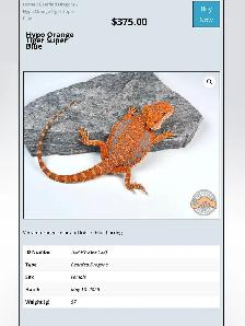 BEARDED DRAGONS-Premium Quality-AVAILABLE NOW! - Photo 8