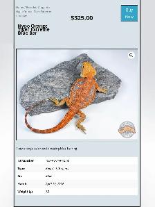 BEARDED DRAGONS-Premium Quality-AVAILABLE NOW! - Photo 9