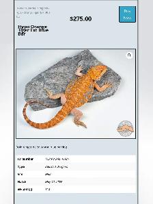 BEARDED DRAGONS-Premium Quality-AVAILABLE NOW! - Photo 10