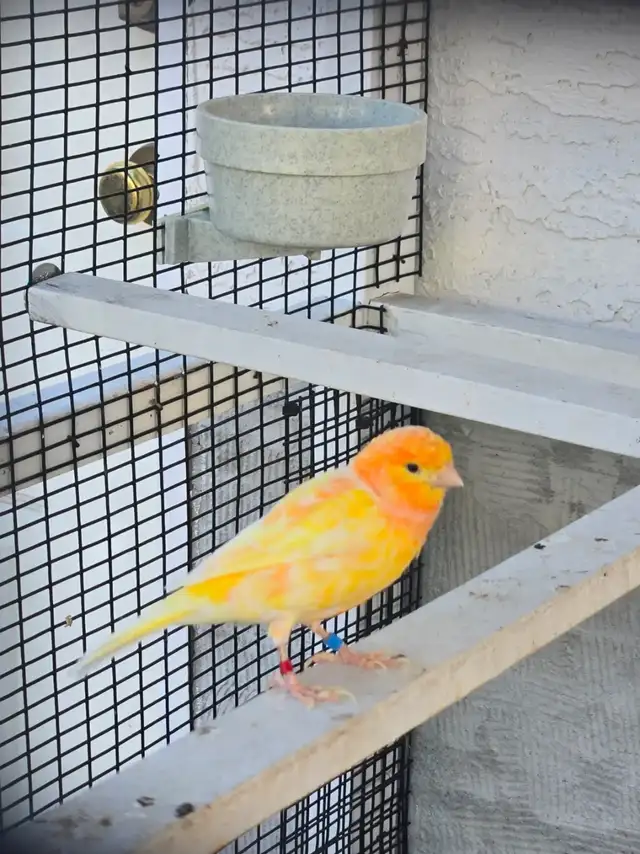 Pair of Canaries